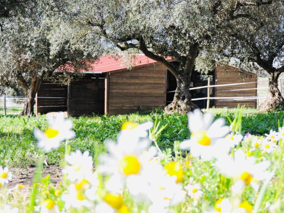 Nogueira Country House Guest House Fundão Eksteriør bilde